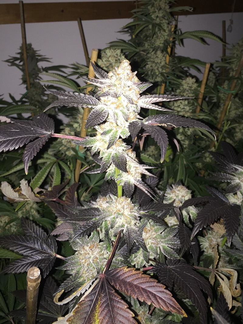 Trellised canopy with near-black purple leaves and cream buds