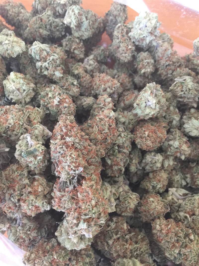 Bin of dried and cured flower with heavy orange pistils