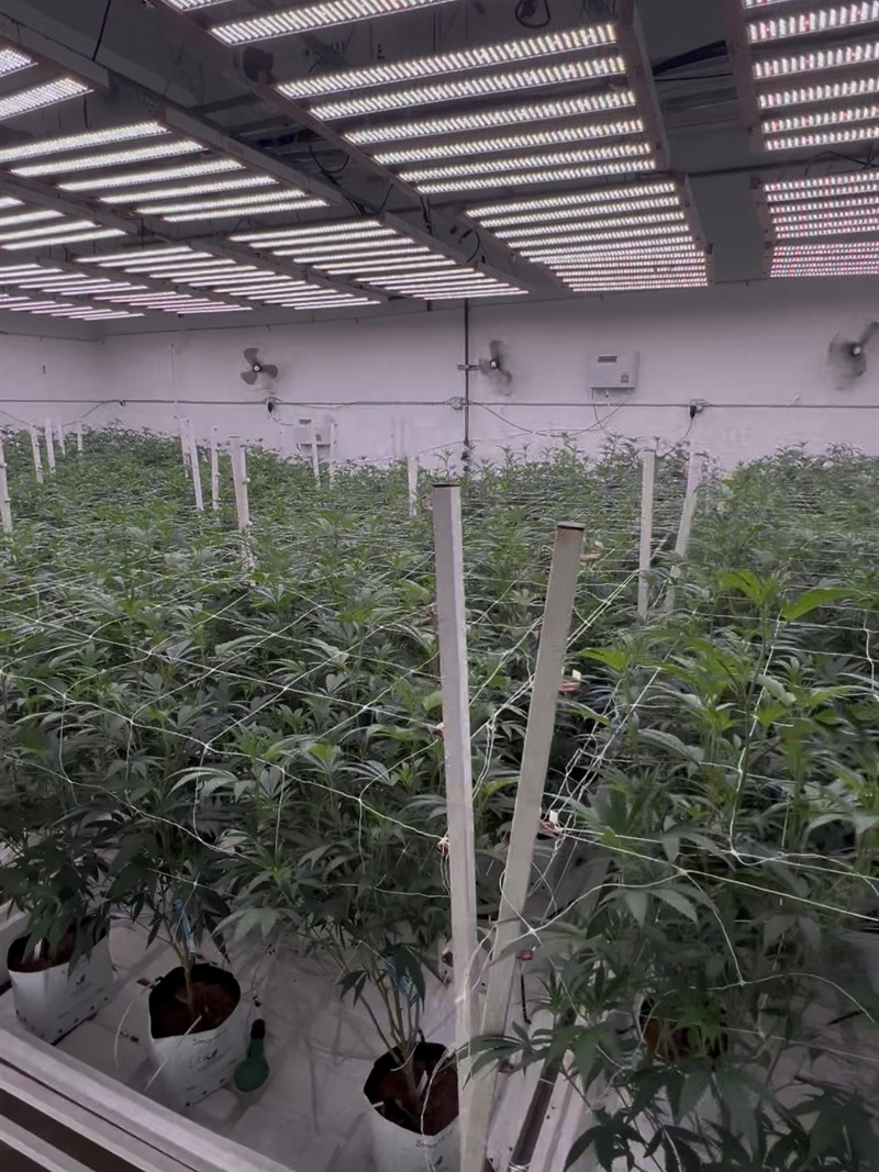 Trellised rows under LED bars, plants in fabric pots on drip irrigation