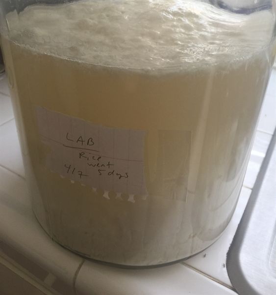 Gallon jar of lactic acid bacteria serum with a thick white curd cap, labelled as a rice wash left five days