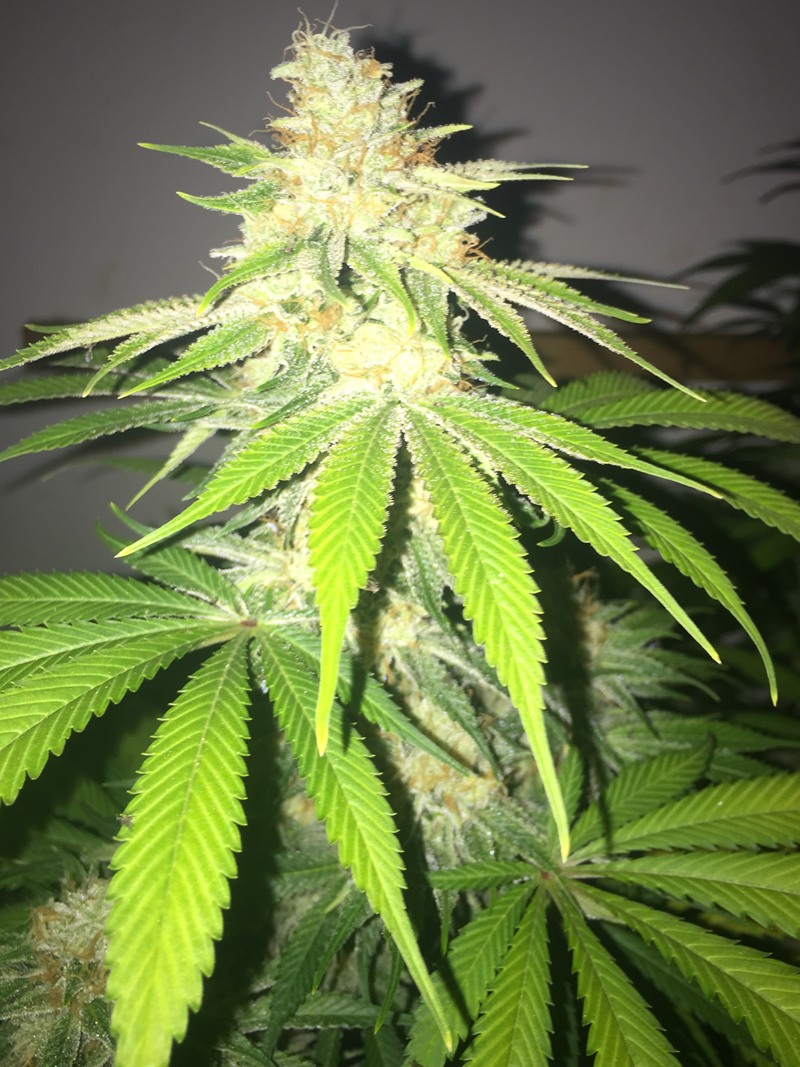 Finished flowering cola with orange pistils and lime fan leaves