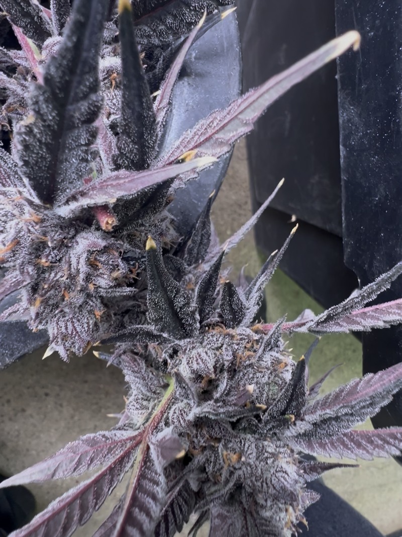 Very dark purple flowering plants in black containers on a facility table